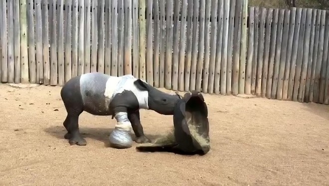 Khoảng khắc thương tâm của bé tê giác không rời xác mẹ nửa bước sau khi bị thợ săn tấn công - Ảnh 2.