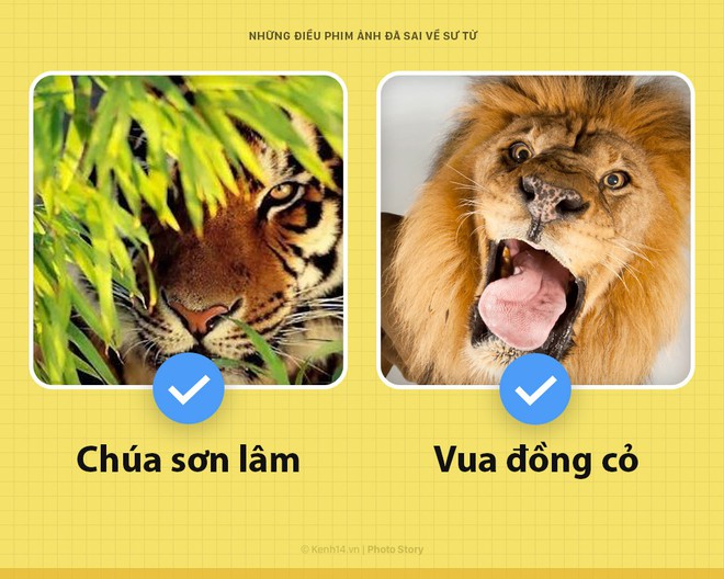 Chào! Tôi là sư tử và phim ảnh của loài người các ông làm sai hết cả rồi - Ảnh 3.