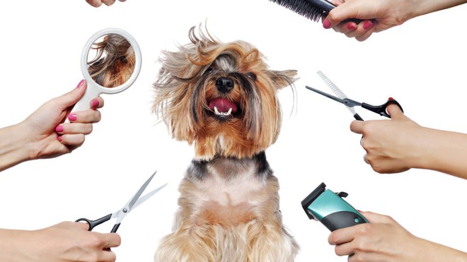 Mùa hè có nóng thế nào cũng không nên cạo sạch lông cho boss chó nhà bạn và đây là lý do - Ảnh 1.