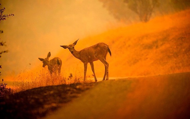 Cháy rừng nhấn chìm nhiều khu vực ở California (Mỹ) trong biển lửa - Ảnh 22.