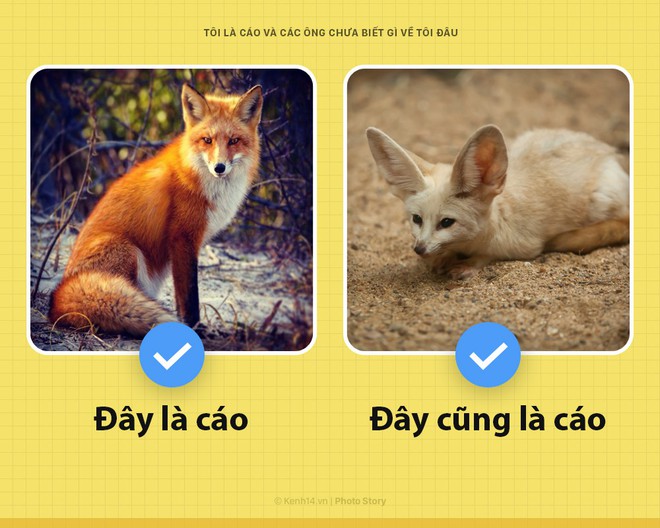 Xin chào! Tôi là cáo, và tôi kỳ lạ hơn các ông tưởng nhiều đấy - Ảnh 3.