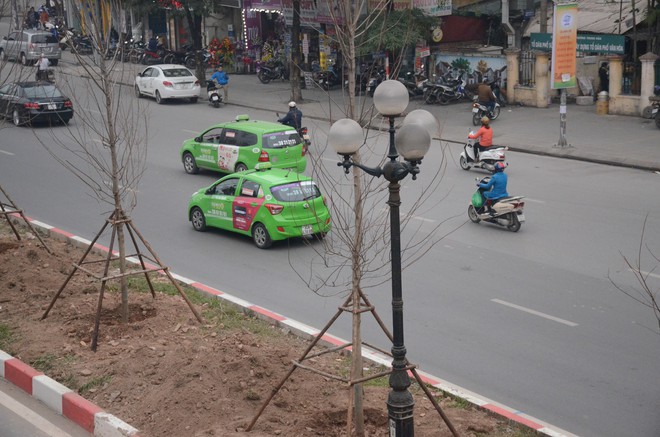 Chùm ảnh: Tận thấy hàng trăm cây phong lá đỏ mới được trồng trên phố Trần Duy Hưng ở Hà Nội - Ảnh 9.