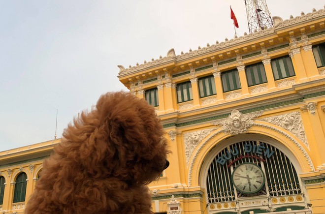 Thanh niên khiến dân mạng cười sái quai hàm vì đưa chó đi chụp ảnh thẻ làm... giấy khai sinh! - Ảnh 5.