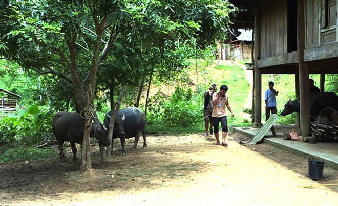 Nghệ An: Người dân miền núi xót xa khi trâu bò chết như ngả rạ vì dịch tụ huyết trùng - Ảnh 1.