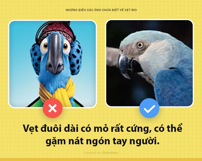 Xin chào! Tôi là vẹt trong phim Rio đây và các ông nên biết tôi đang khổ sở đến thế nào - Ảnh 3.