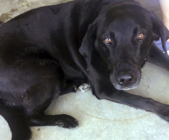 Ch&uacute; ch&oacute; cứu chủ tho&aacute;t &aacute;n t&ugrave; oan 50 năm nhờ v&agrave;o một manh mối chẳng ai ngờ tới - Ảnh 2.