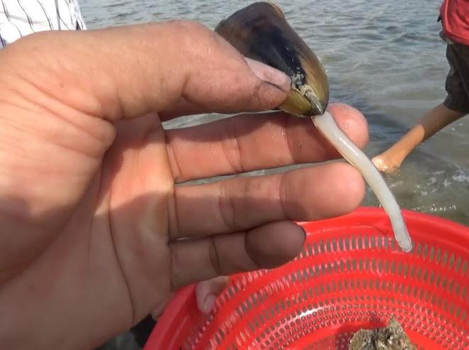 Con c&agrave; xỉu - đặc sản c&oacute; t&ecirc;n gọi rất ư l&agrave; ngộ của H&agrave; Ti&ecirc;n nhưng lại khiến người ta m&ecirc; mẩn - Ảnh 2.