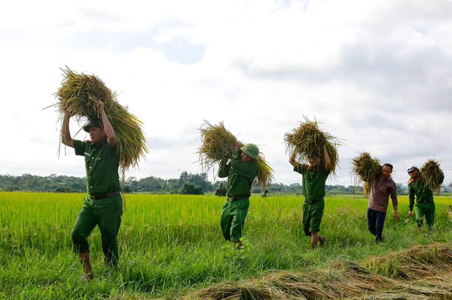 Công an giúp người dân di dời nhà cửa, gặt lúa “chạy” bão Mangkhut - Ảnh 4.