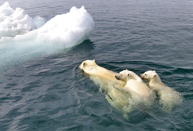 Mỗi năm lại có hàng chục nghìn con hải mã mắc kẹt trên bãi biển Alaska - lý do là gì? - Ảnh 3.