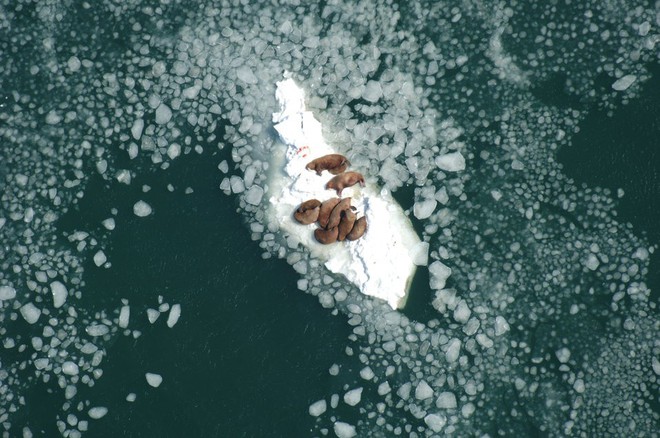 Mỗi năm lại có hàng chục nghìn con hải mã mắc kẹt trên bãi biển Alaska - lý do là gì? - Ảnh 2.