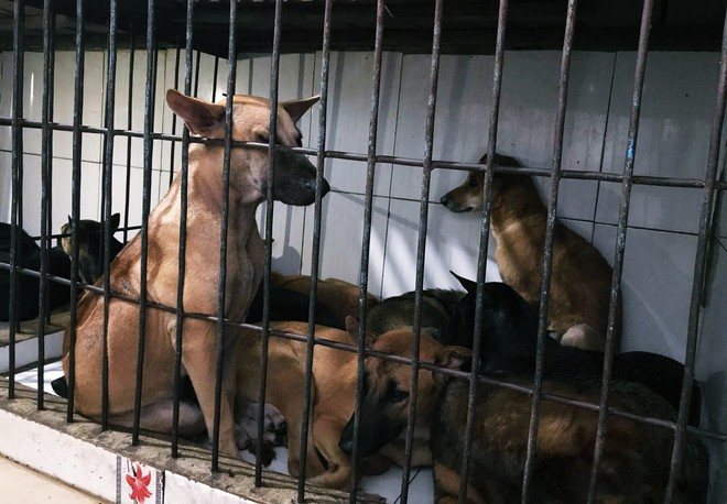 Người bán thịt chó ở Sài Gòn: “Có đến 80-90% là chó bị trộm hoặc bị đánh thuốc” - Ảnh 2.