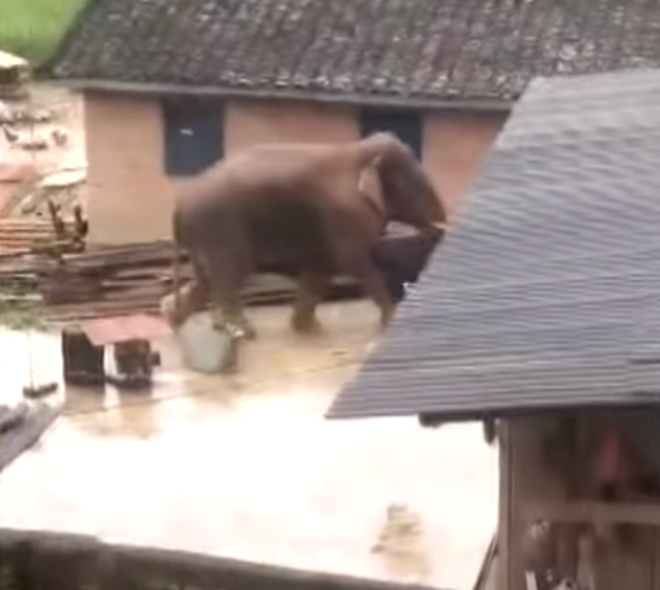 Đang y&ecirc;n đang l&agrave;nh, đ&agrave;n voi tự nhi&ecirc;n dở chứng v&agrave;o nh&agrave; d&acirc;n ăn vụng rồi ph&aacute; xe, người d&acirc;n đứng quay clip trong sự bất lực - Ảnh 2.