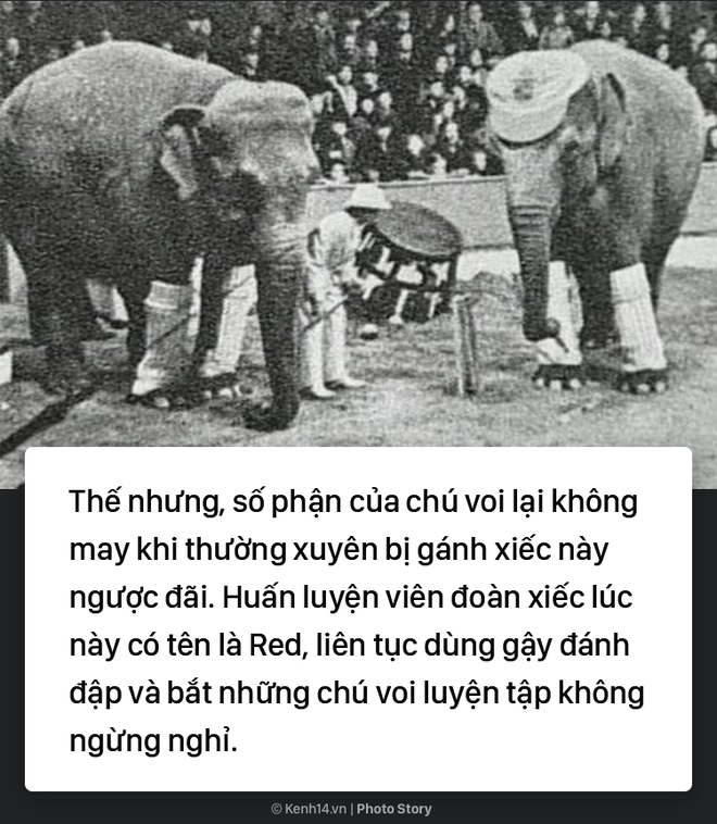 Câu chuyện chấn động thế giới: Chú voi trong rạp xiếc bị treo cổ vì giết người da trắng - Ảnh 3.