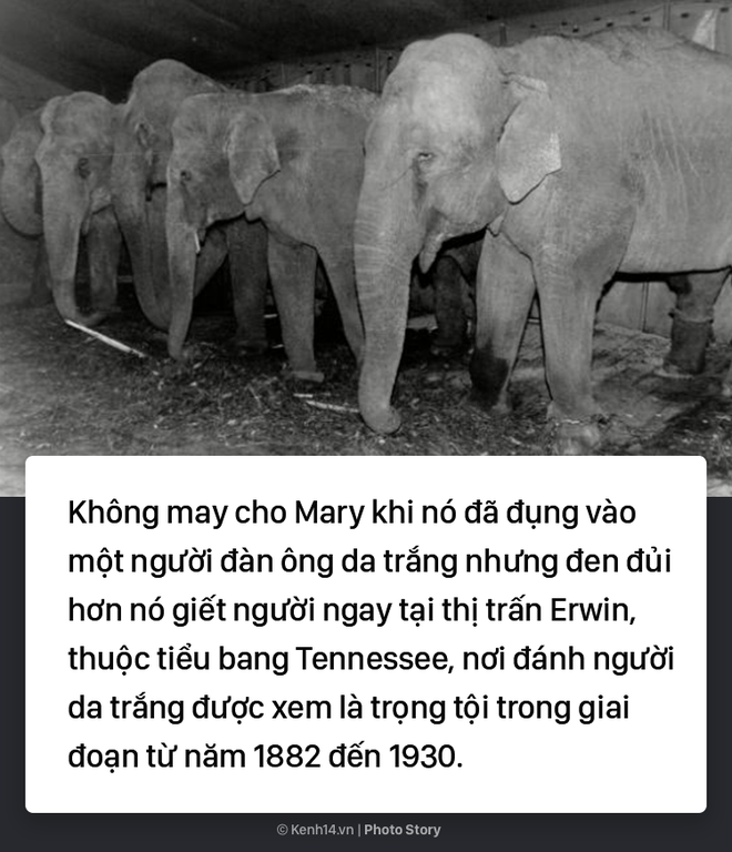 Câu chuyện chấn động thế giới: Chú voi trong rạp xiếc bị treo cổ vì giết người da trắng - Ảnh 9.