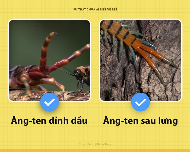 Xin chào! Tôi là rết khổng lồ và đây là những sự thật chưa từng có ai biết về tôi - Ảnh 5.