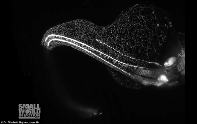 Trông như Alien nhảy múa nhưng đây là một trong những video vi sinh vật đạt giải cao nhất cuộc thi do Nikon tổ chức - Ảnh 1.