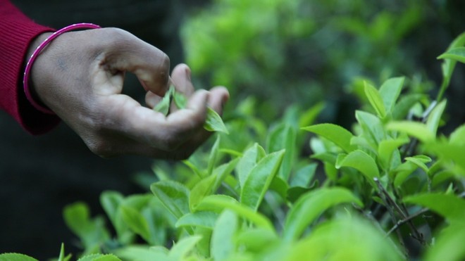 Dãy Himalaya hùng vĩ là quê hương của giống trà quý hiếm nhất của Ấn Độ: 50 triệu mới được 1kg - Ảnh 4.