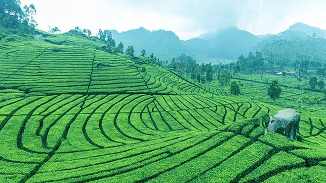 Dãy Himalaya hùng vĩ là quê hương của giống trà quý hiếm nhất của Ấn Độ: 50 triệu mới được 1kg - Ảnh 2.