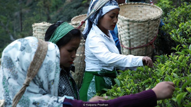 Dãy Himalaya hùng vĩ là quê hương của giống trà quý hiếm nhất của Ấn Độ: 50 triệu mới được 1kg - Ảnh 3.