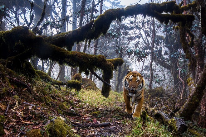Một thế giới động vật đầy bí ẩn nhưng cũng đẹp ngỡ ngàng từ các nhiếp ảnh gia trong cuộc thi chụp Động vật hoang dã của năm - Ảnh 1.