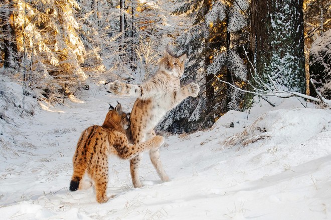Một thế giới động vật đầy bí ẩn nhưng cũng đẹp ngỡ ngàng từ các nhiếp ảnh gia trong cuộc thi chụp Động vật hoang dã của năm - Ảnh 5.