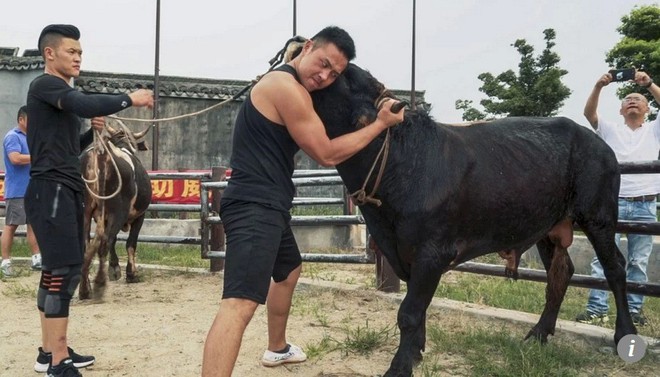 Kung-fu đấu b&ograve; trở lại Trung Quốc sau h&agrave;ng thế kỷ d&ugrave; bị chỉ tr&iacute;ch t&agrave;n bạo - Ảnh 1.