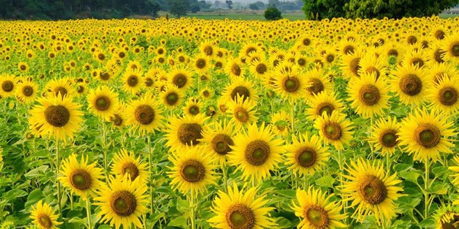 Ảnh: &ldquo;Lạc tr&ocirc;i&rdquo; tr&ecirc;n những c&aacute;nh đồng hoa đẹp như trong truyện cổ t&iacute;ch - Ảnh 5.