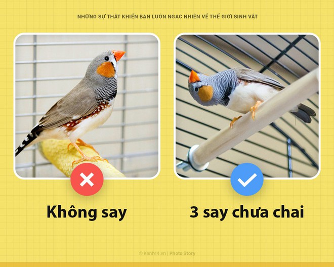 6 sự thật chứng minh thế giới sinh vật kh&ocirc;ng bao giờ khiến bạn ngưng bất ngờ - Ảnh 7.