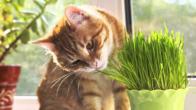 Là động vật ăn thịt nhưng tại sao nhiều boss mèo lại thích ăn cỏ? - Ảnh 3.