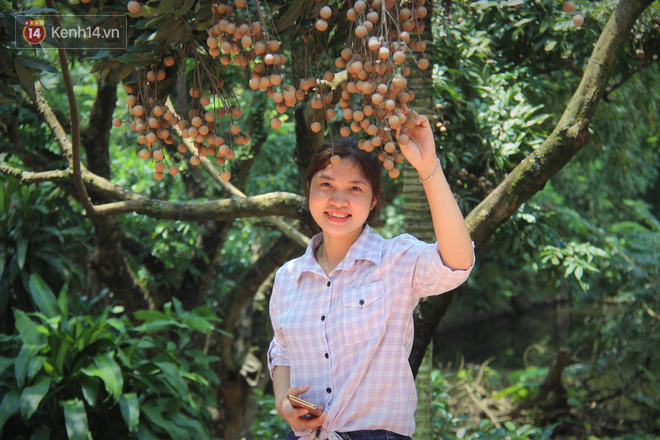 Hà Nội: Cận cảnh cây nhãn tổ khổng lồ 130 tuổi, mỗi năm thu hoạch gần một tấn quả 8