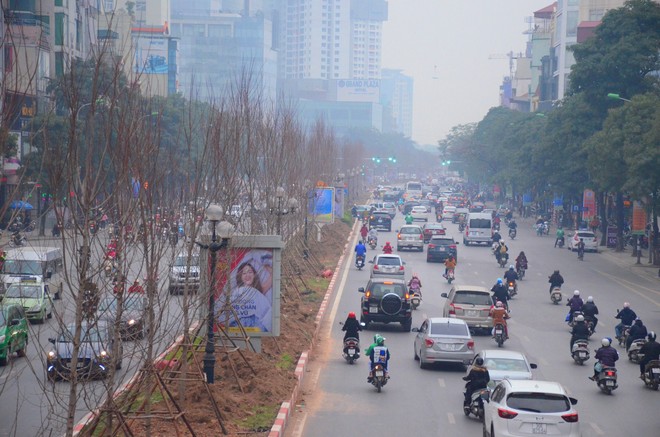 Chùm ảnh: Tận thấy hàng trăm cây phong lá đỏ mới được trồng trên phố Trần Duy Hưng ở Hà Nội - Ảnh 8.