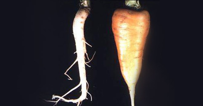 Ăn cà rốt suốt nhưng bạn không thể ngờ tổ tiên của cà rốt có hình dạng như thế này đâu! - Ảnh 1.