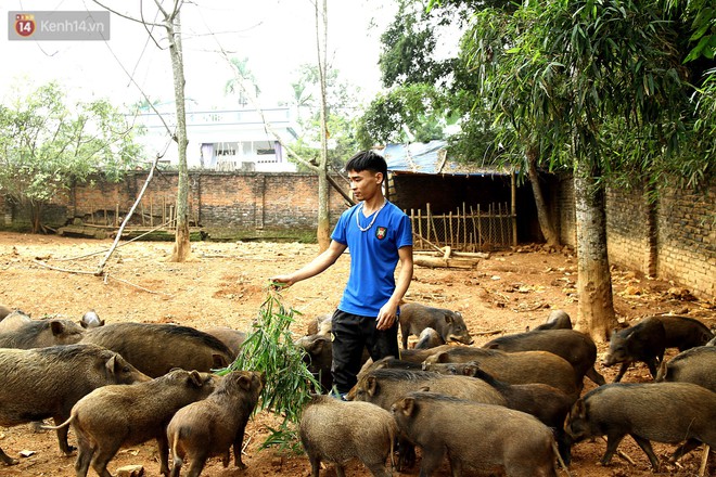 18 tuổi bỏ Đại học, về nhà nuôi lợn rừng kiếm 250 triệu đồng/năm - Ảnh 7.