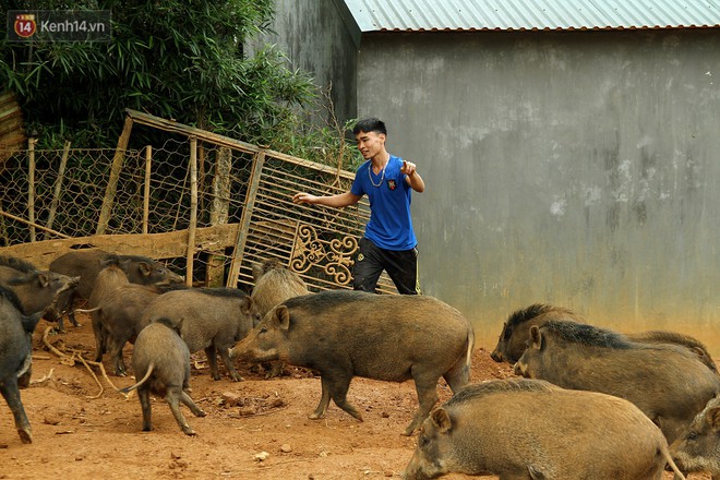 18 tuổi bỏ Đại học, về nh&agrave; nu&ocirc;i lợn rừng kiếm 250 triệu đồng/năm - Ảnh 12.