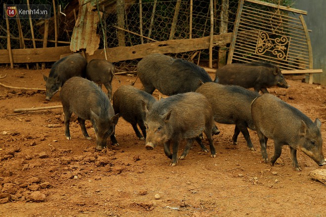 18 tuổi bỏ Đại học, về nhà nuôi lợn rừng kiếm 250 triệu đồng/năm - Ảnh 5.