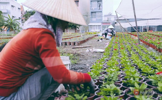 Chùm ảnh: Cánh đồng hoa lớn nhất Sài Gòn bắt đầu chớm nụ chào Tết, chủ vườn phải thuê cả chục người trông - Ảnh 7.