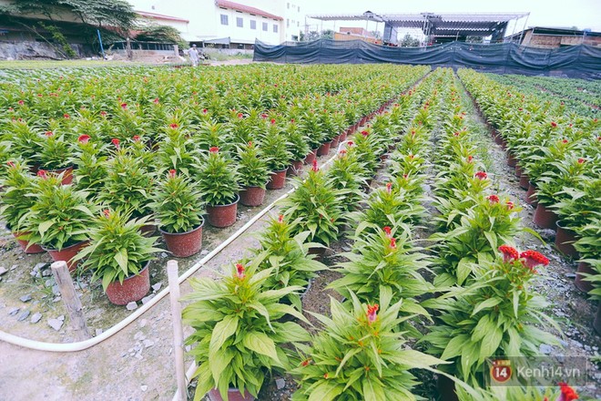 Chùm ảnh: Cánh đồng hoa lớn nhất Sài Gòn bắt đầu chớm nụ chào Tết, chủ vườn phải thuê cả chục người trông - Ảnh 5.