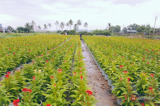 Chùm ảnh: Cánh đồng hoa lớn nhất Sài Gòn bắt đầu chớm nụ chào Tết, chủ vườn phải thuê cả chục người trông - Ảnh 4.