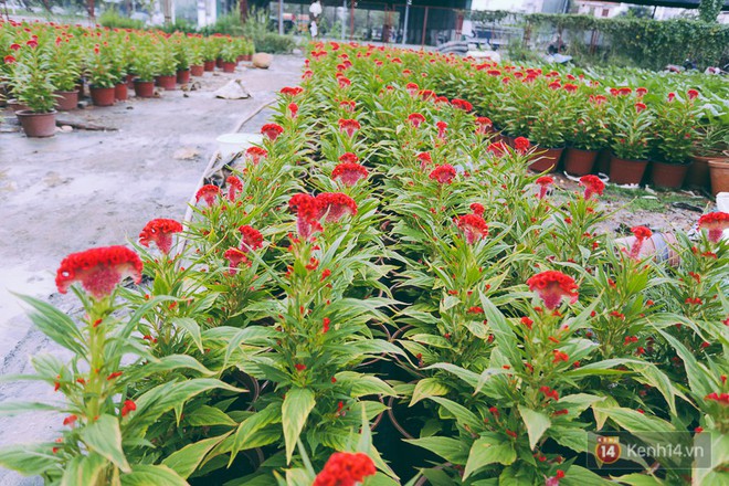 Ch&ugrave;m ảnh: C&aacute;nh đồng hoa lớn nhất S&agrave;i G&ograve;n bắt đầu chớm nụ ch&agrave;o Tết, chủ vườn phải thu&ecirc; cả chục người tr&ocirc;ng - Ảnh 3.