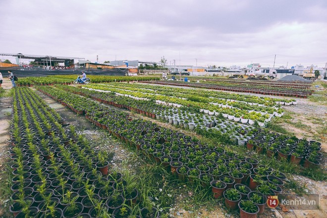 Ch&ugrave;m ảnh: C&aacute;nh đồng hoa lớn nhất S&agrave;i G&ograve;n bắt đầu chớm nụ ch&agrave;o Tết, chủ vườn phải thu&ecirc; cả chục người tr&ocirc;ng - Ảnh 1.