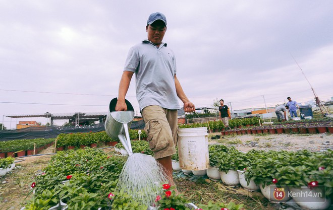 Ch&ugrave;m ảnh: C&aacute;nh đồng hoa lớn nhất S&agrave;i G&ograve;n bắt đầu chớm nụ ch&agrave;o Tết, chủ vườn phải thu&ecirc; cả chục người tr&ocirc;ng - Ảnh 2.