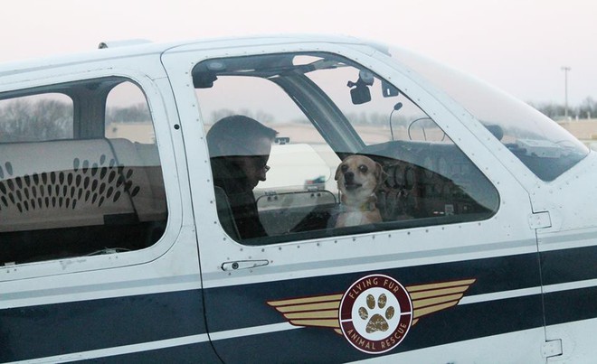 Người đàn ông bay hàng trăm chuyến trong suốt 3 năm, đón cả trăm chú chó từ bờ vực sinh tử về những gia đình mới - Ảnh 6.
