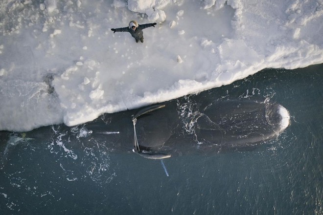 Cuộc sống thử thách lòng gan dạ của thợ săn vùng Bắc Cực: Sẵn sàng đương đầu với bão tuyết và cơn thịnh nộ của cá voi - Ảnh 1.
