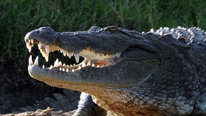 Cá sấu xông vào đánh nhau đến gãy cả răng, kịch tính như xem tỉ thí võ thuật - Ảnh 1.
