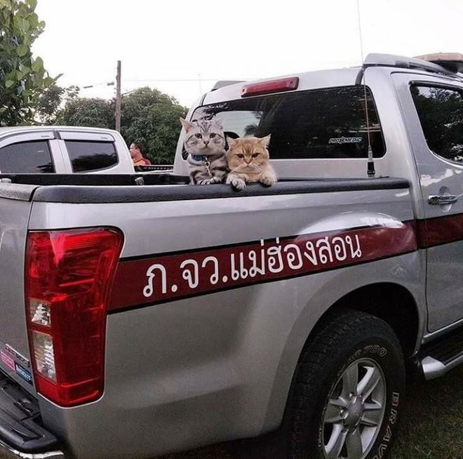 Hai thanh niên mèo nổi tiếng Thái Lan ẩu đả tưng bừng trên phố, công an tỉnh phải áp tải về đồn - Ảnh 2.