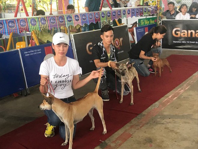 Ngắm d&agrave;n ch&oacute; đắt tiền từ khắp nơi về miền T&acirc;y thi ch&oacute; đẹp - Ảnh 13.