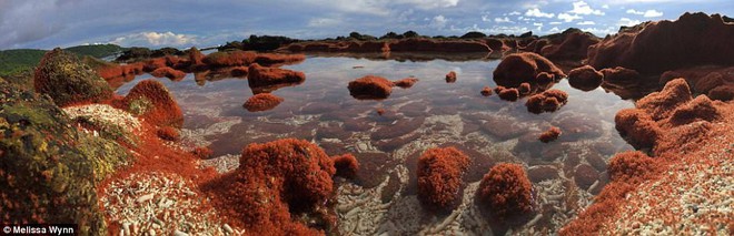 Cả bờ biển nhuốm màu đỏ rực, du khách đến gần ngỡ ngàng nhận ra cảnh tượng thiên nhiên cực kỳ ấn tượng - Ảnh 7.