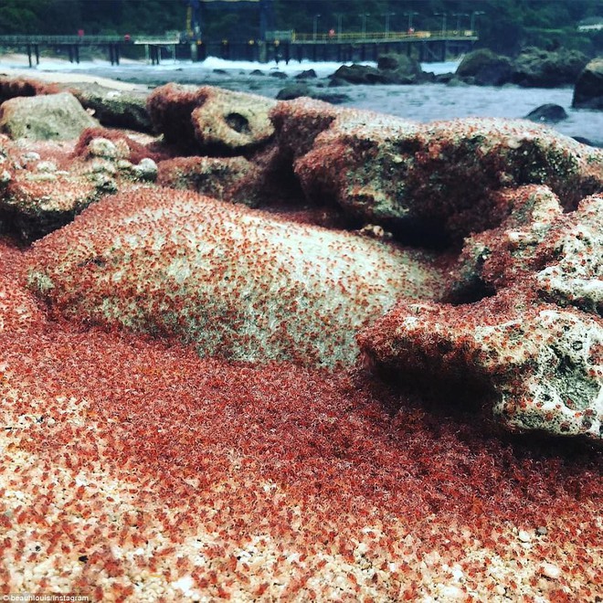 Cả bờ biển nhuốm màu đỏ rực, du khách đến gần ngỡ ngàng nhận ra cảnh tượng thiên nhiên cực kỳ ấn tượng - Ảnh 10.