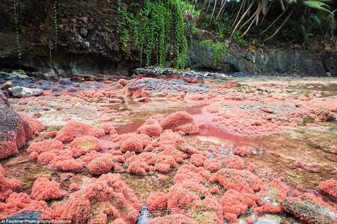 Cả bờ biển nhuốm màu đỏ rực, du khách đến gần ngỡ ngàng nhận ra cảnh tượng thiên nhiên cực kỳ ấn tượng - Ảnh 11.