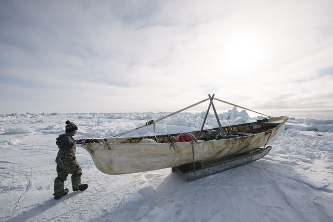Cuộc sống thử thách lòng gan dạ của thợ săn vùng Bắc Cực: Sẵn sàng đương đầu với bão tuyết và cơn thịnh nộ của cá voi - Ảnh 4.